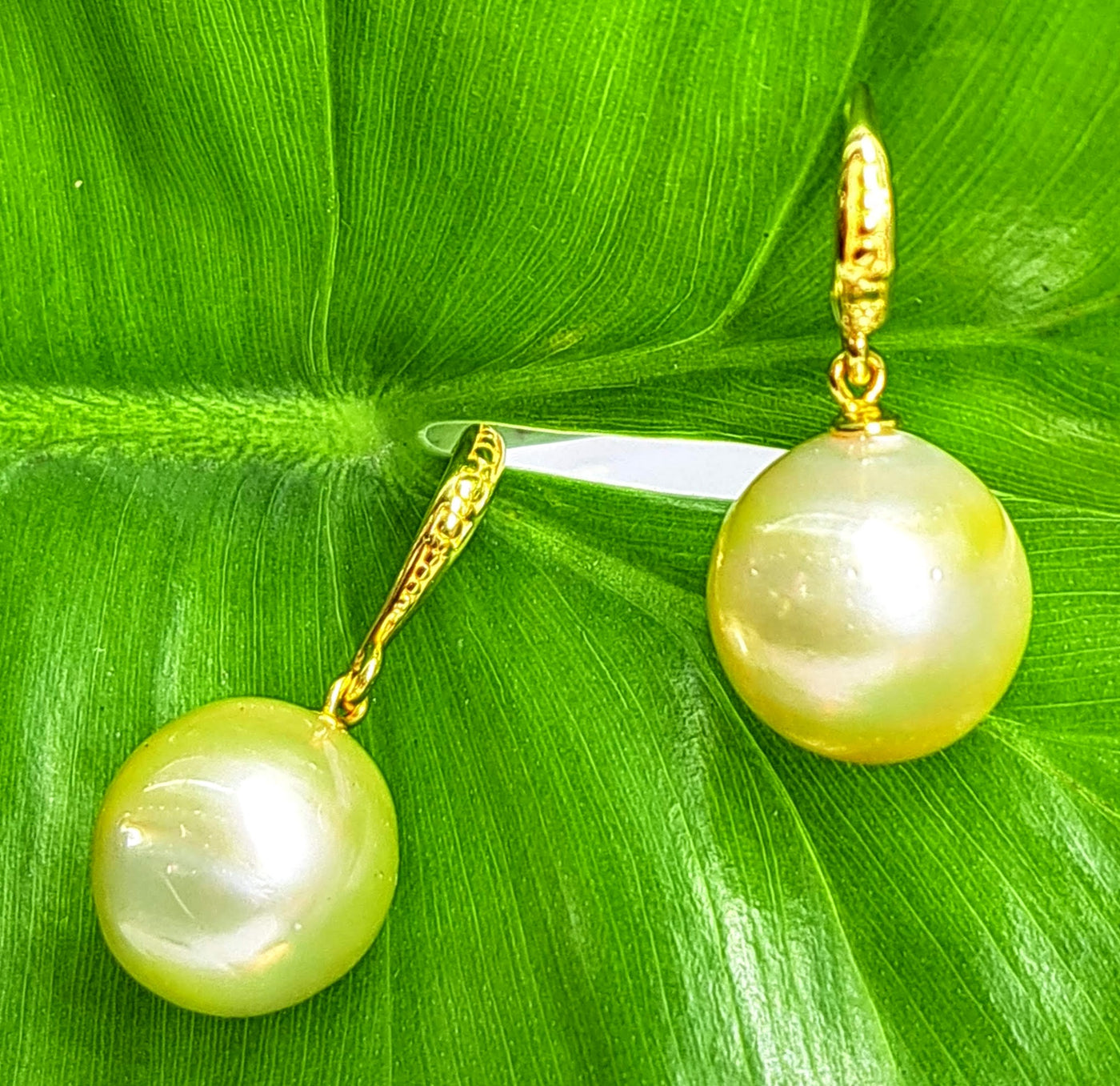 "Golden Delights" 1.25" Earrings - South Sea Golden Pearls, 18k Gold Sterling