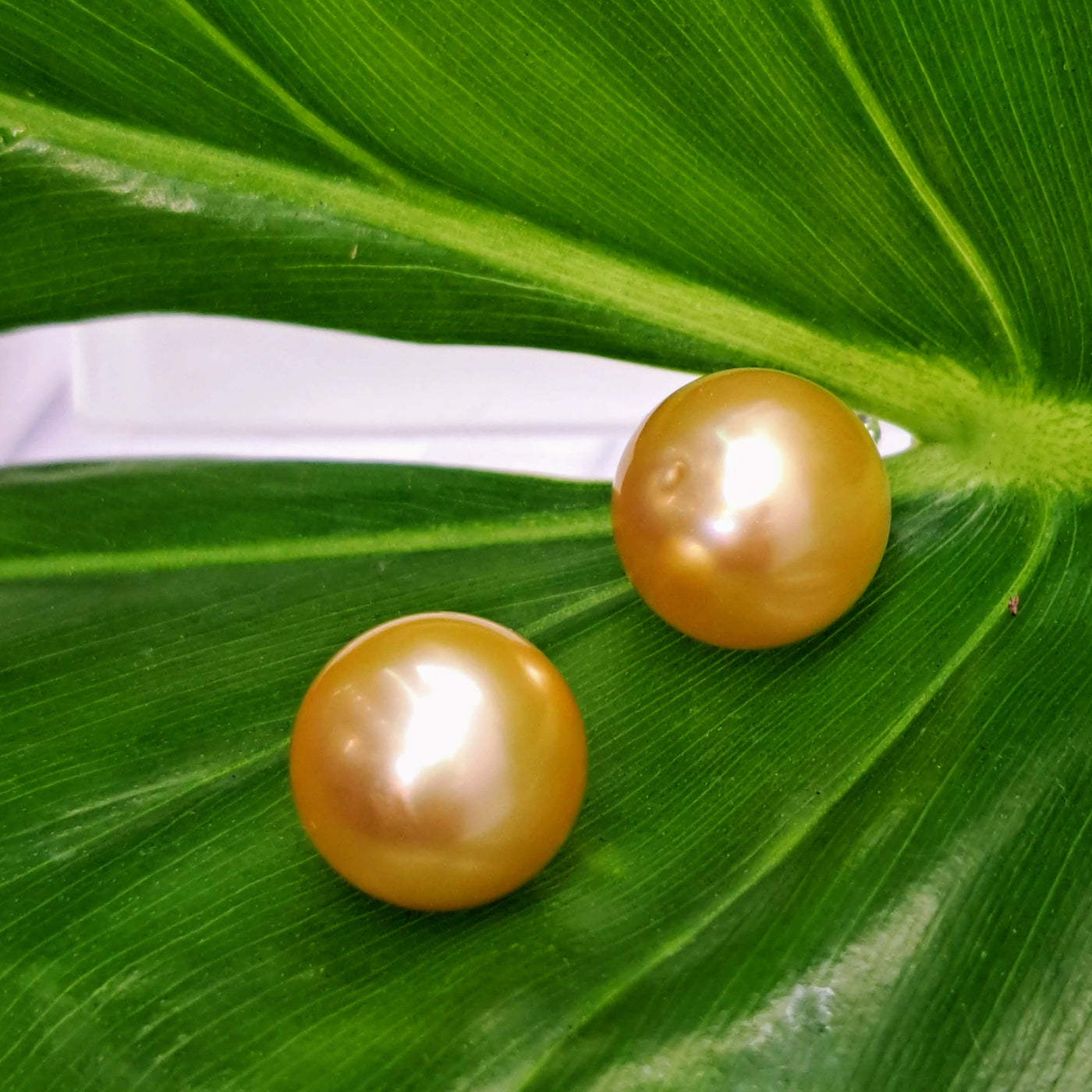 "Goldens" 13mm Stud Earrings - South Sea Golden Pearls, (Specialty Backs Included)